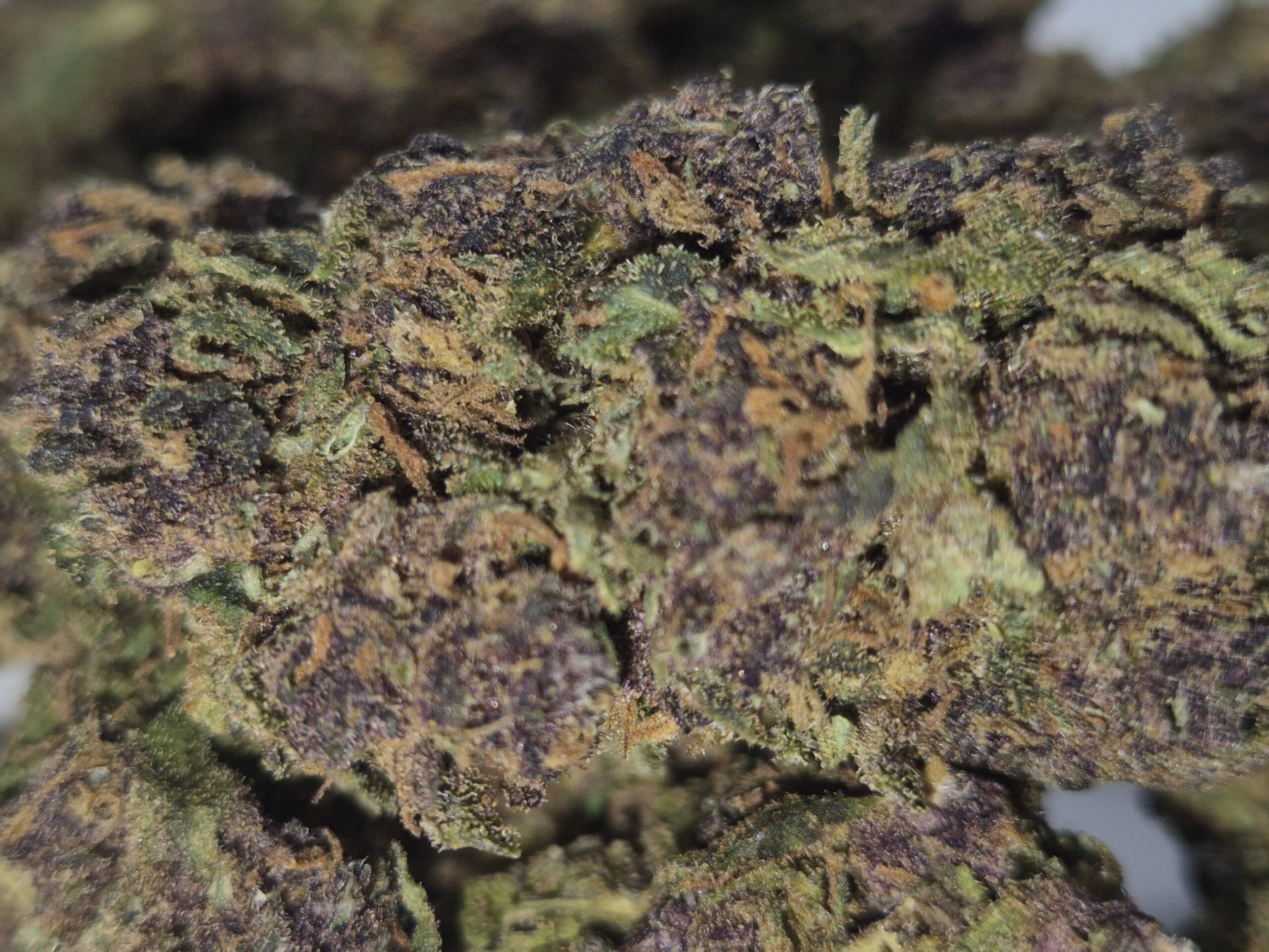 Fleur CBD Purple Cookie violette