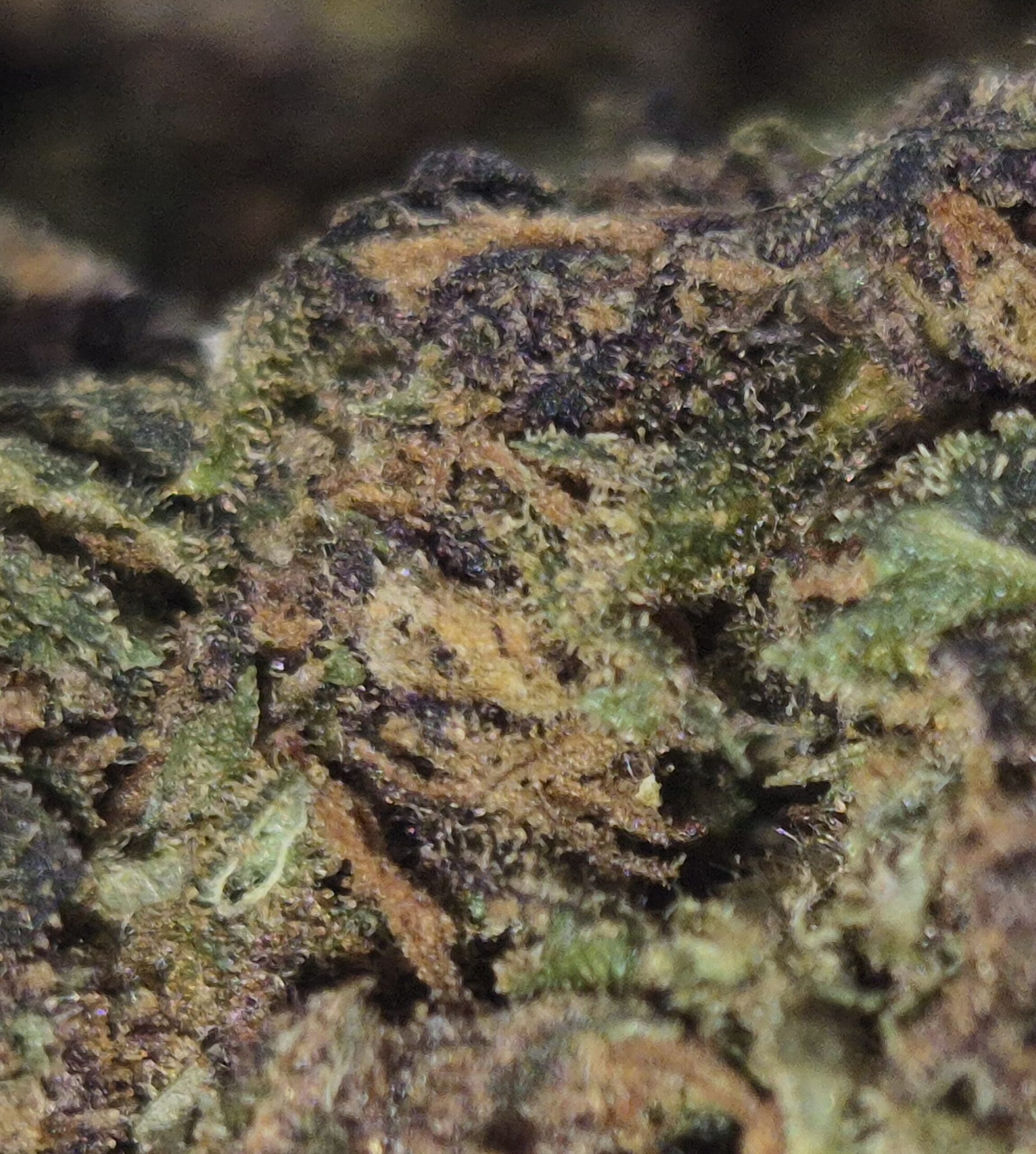 Gros plan fleur CBD Purple Cookie