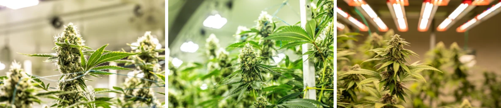 Fleurs de CBD premium françaises