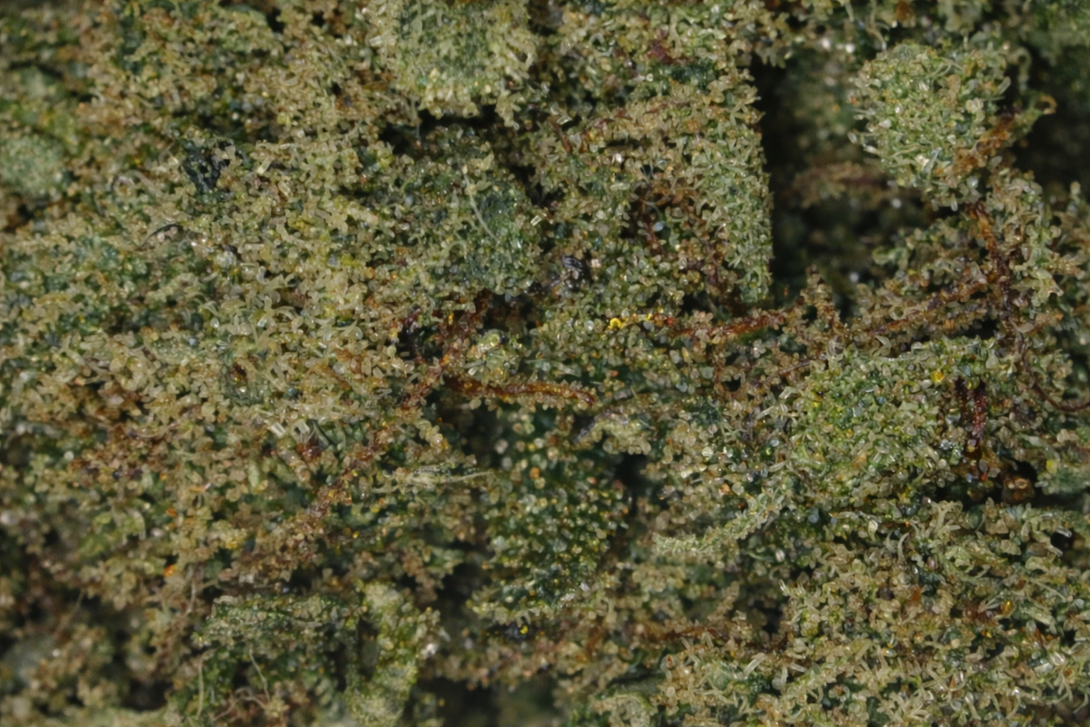 Fleur de CBD Amnesia Haze – Culture Indoor Française (11% CBD) – Image 2